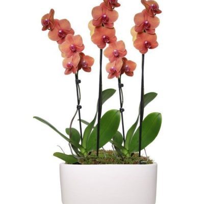 Perfect Peach Orchid Plant