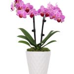 Perfect Pink and White Orchid