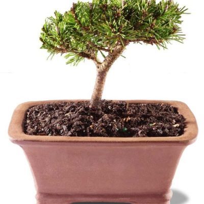 Petite Pine Bonsai
