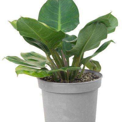 گیاه فیلودندرون (Philodendron) | ارسال امروز شیراز پالم ⚡