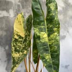Philodendron Billietiae Variegated