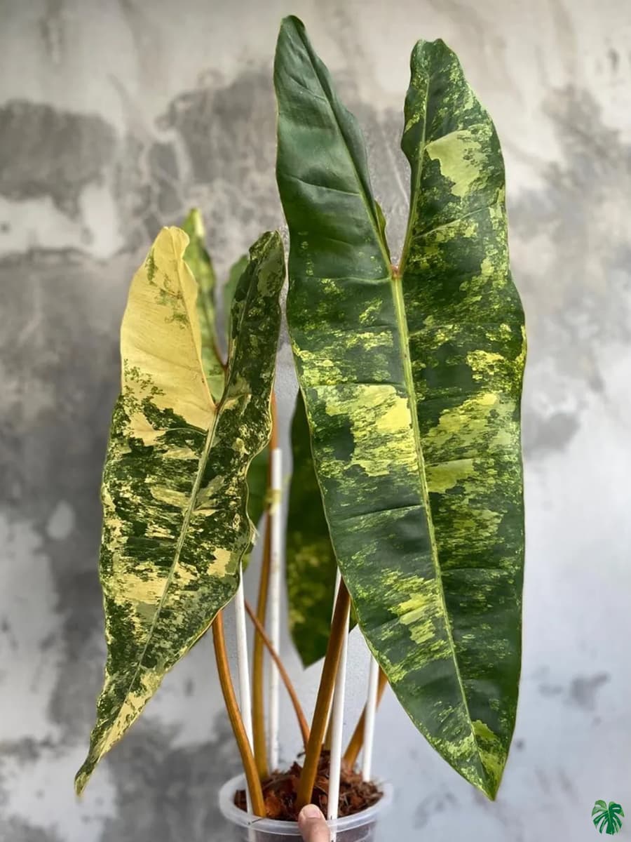 Philodendron Billietiae Variegated