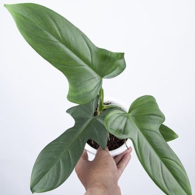 Philodendron Bipennifolium