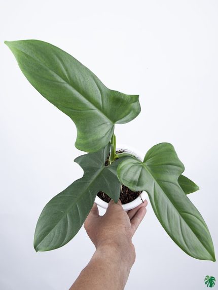 Philodendron Bipennifolium