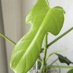 Philodendron Bipennifolium Aurea