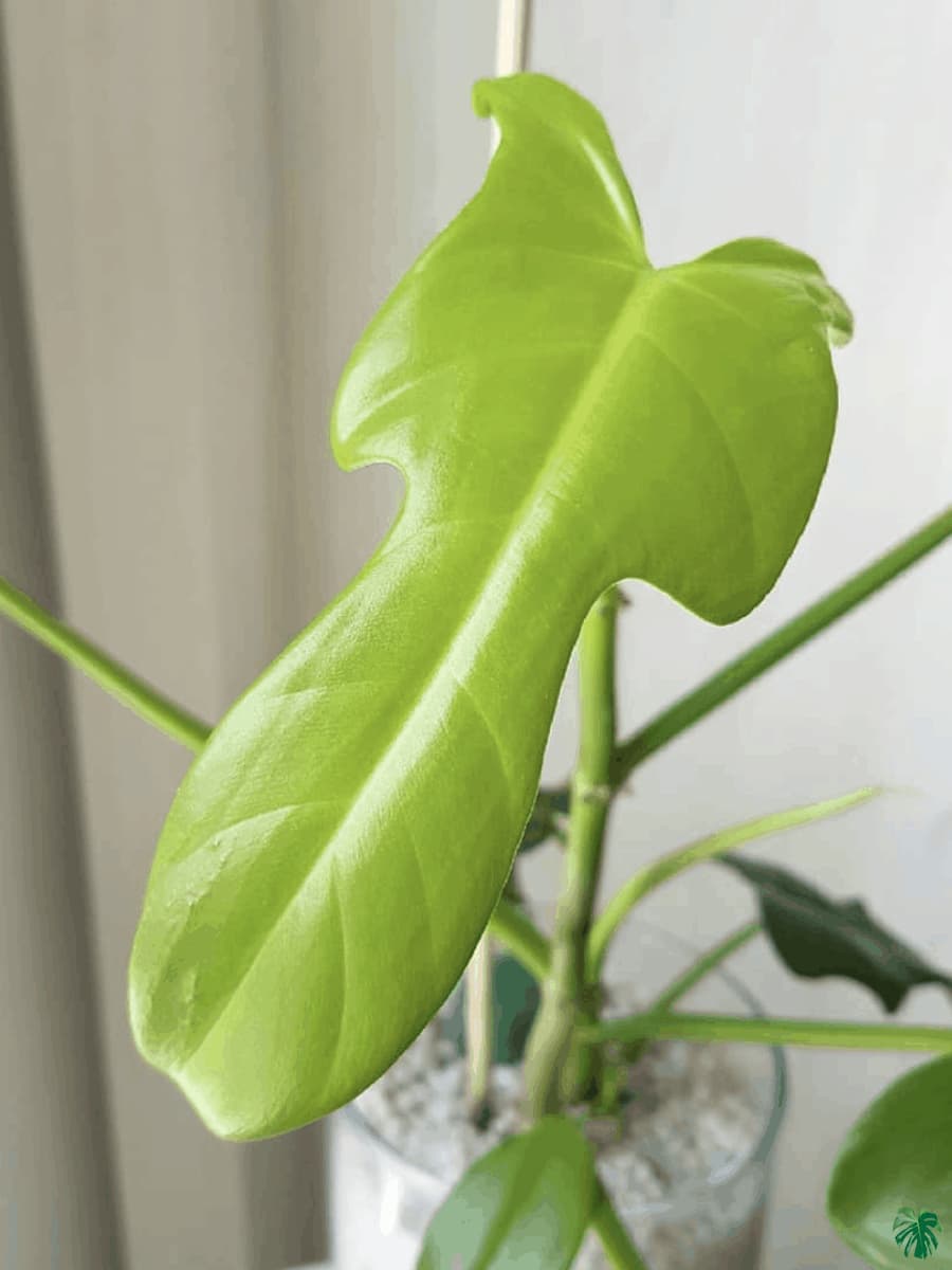 Philodendron Bipennifolium Aurea