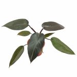 Philodendron Black Cardinal