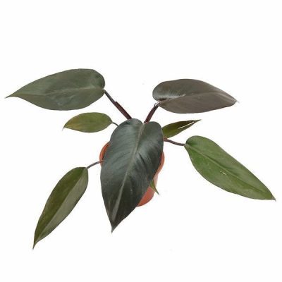 Philodendron Black Cardinal