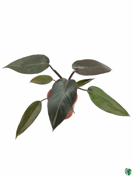 Philodendron Black Cardinal