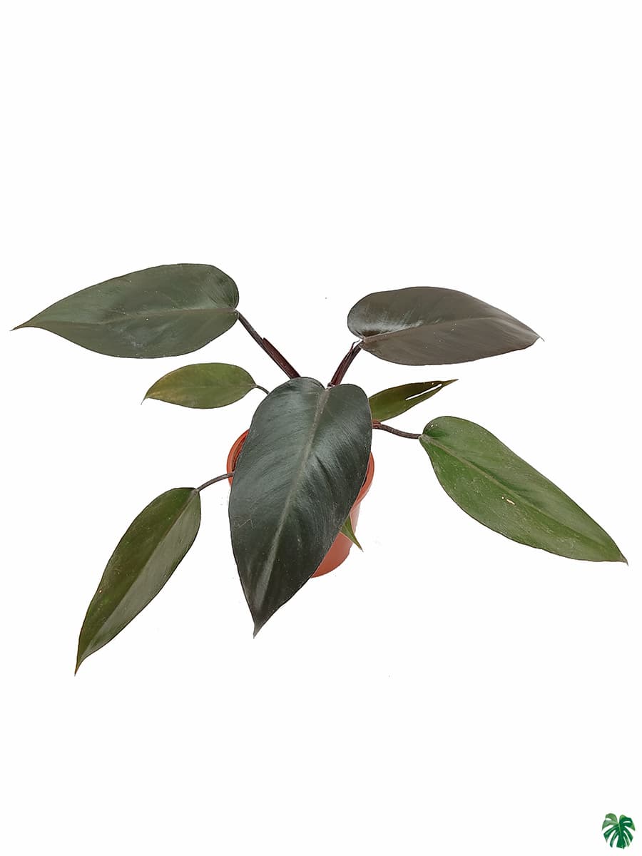 Philodendron Black Cardinal
