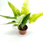 Philodendron Calkins Gold