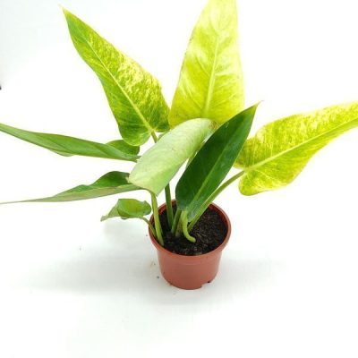 Philodendron Calkins Gold