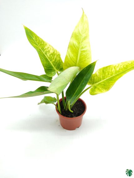 Philodendron Calkins Gold