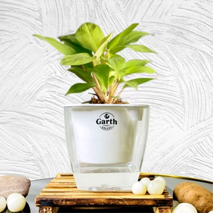 خرید گل و گلدان هدیه برای صبح بخیر