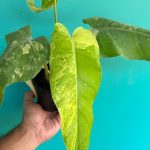 خرید گل و گلدان هدیه برای تولد دوست ??