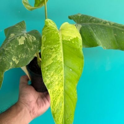 خرید گل و گلدان هدیه برای تولد دوست ??