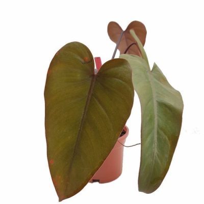 Philodendron Erubescens 'Dark Lord'