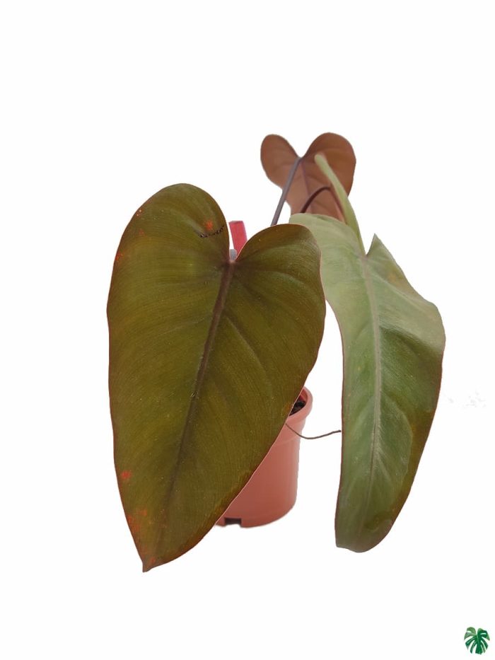 Philodendron Erubescens 'Dark Lord'
