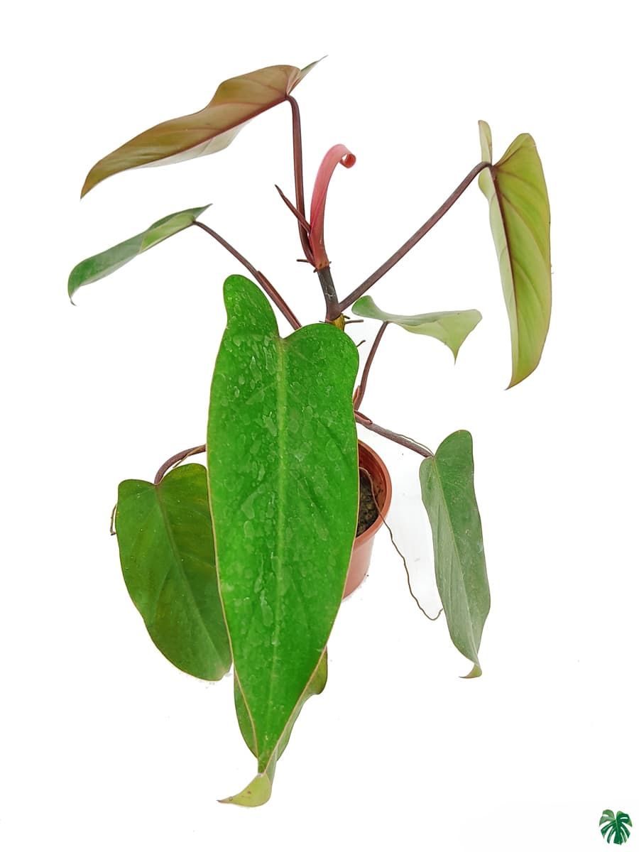 Philodendron Erubescens 'Hybrid'