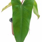Philodendron Erubescens 'Red Emerald'