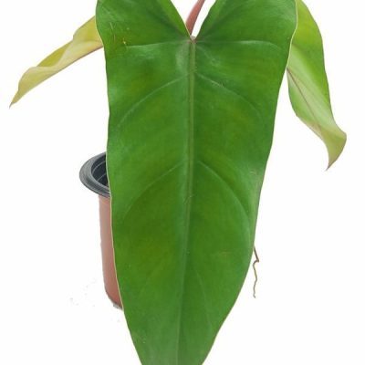 Philodendron Erubescens 'Red Emerald'