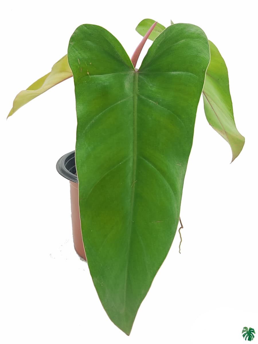 Philodendron Erubescens 'Red Emerald'