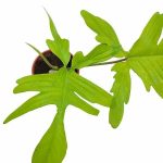 خرید گل و گلدان هدیه برای روز استاد ?