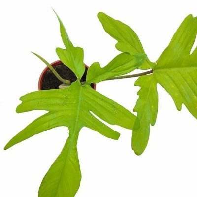 خرید گل و گلدان هدیه برای روز استاد ?