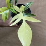 Philodendron Florida Beauty
