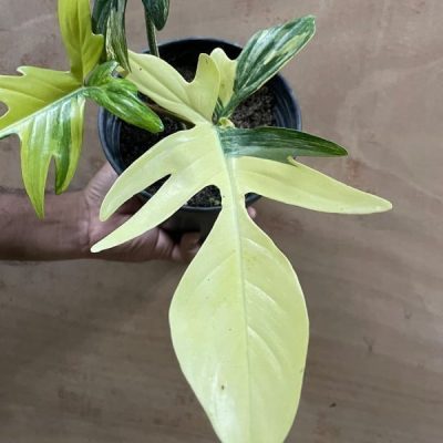 Philodendron Florida Beauty