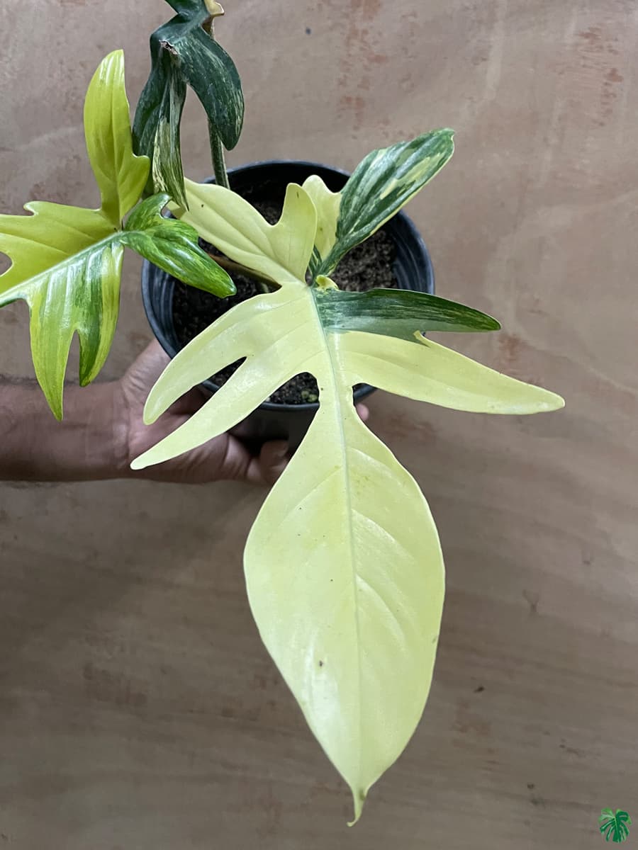 Philodendron Florida Beauty