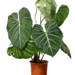Philodendron Gloriosum
