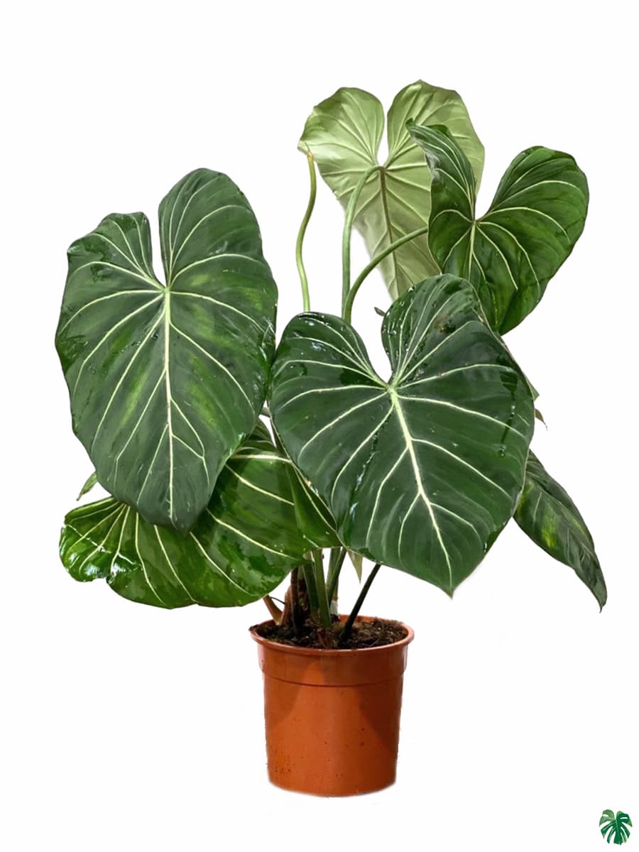 Philodendron Gloriosum