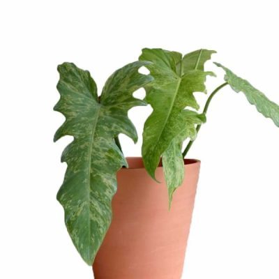 Philodendron Golden Dragon