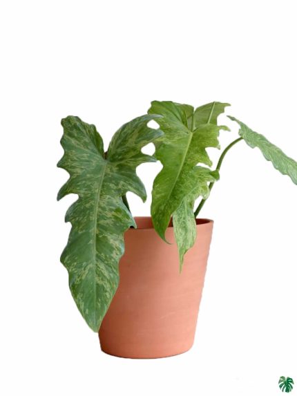 Philodendron Golden Dragon
