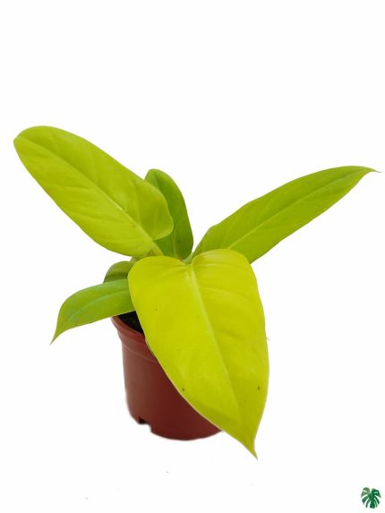 Philodendron Golden Melinonii