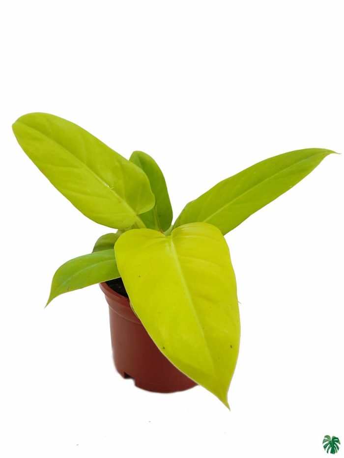 Philodendron Golden Melinonii