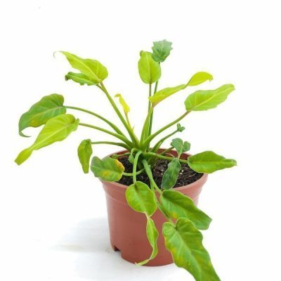 Philodendron Golden Xanadu