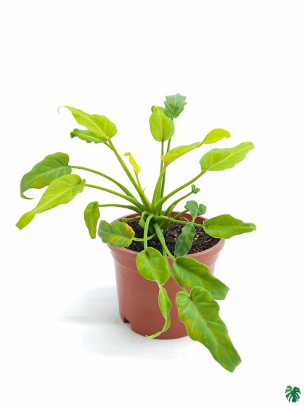 Philodendron Golden Xanadu