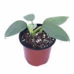 Philodendron Hastatum 'Silver Sword'