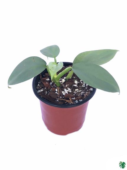 Philodendron Hastatum 'Silver Sword'