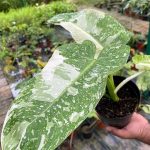 خرید گل و گلدان هدیه برای دختر ۸ ساله ??