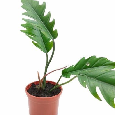 Philodendron Jungle Boogie