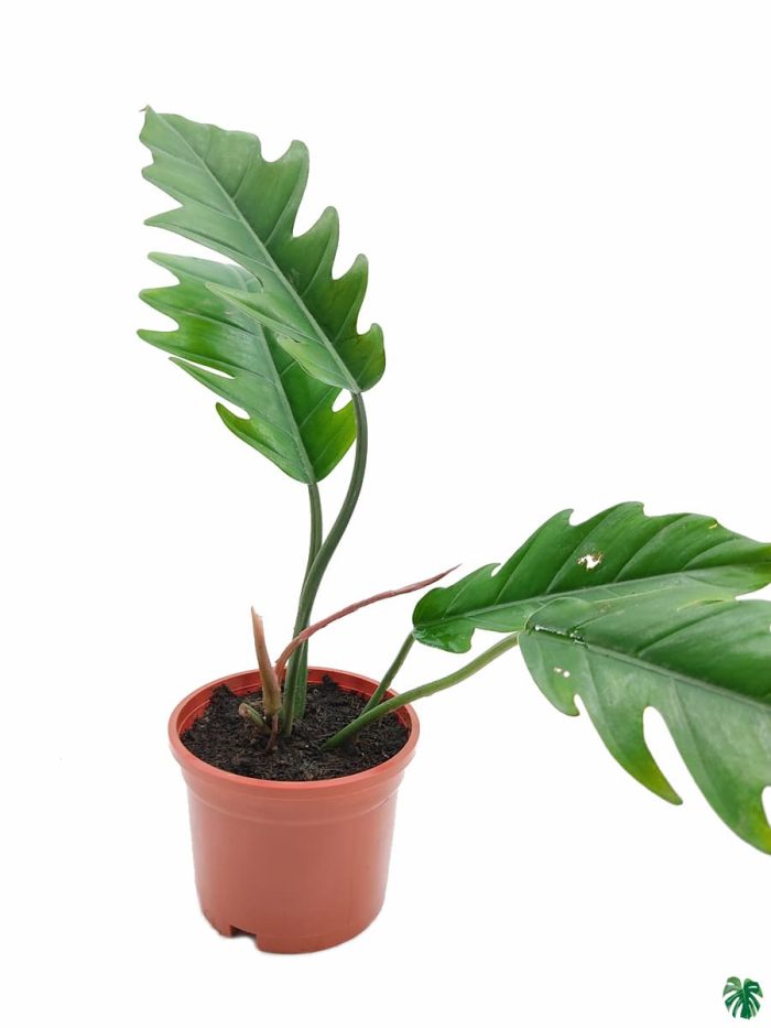 Philodendron Jungle Boogie