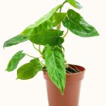 Philodendron Kerala Hybrid