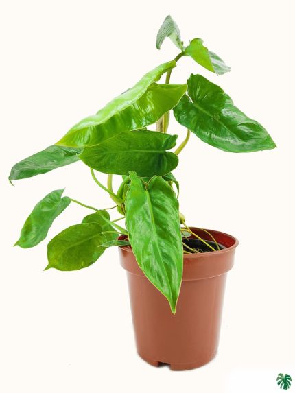 Philodendron Kerala Hybrid