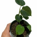 Philodendron Lupinum
