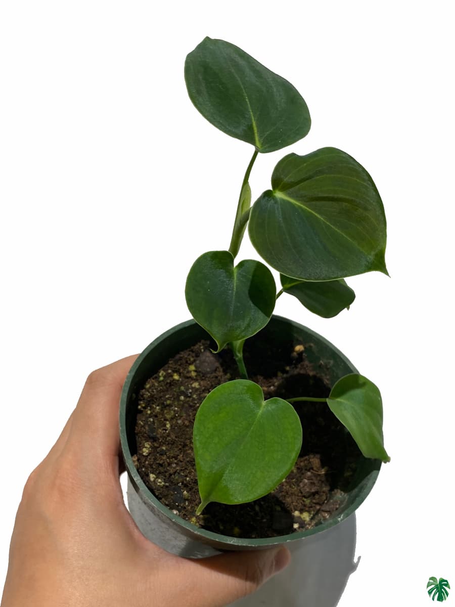 Philodendron Lupinum
