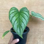 Philodendron Mamei