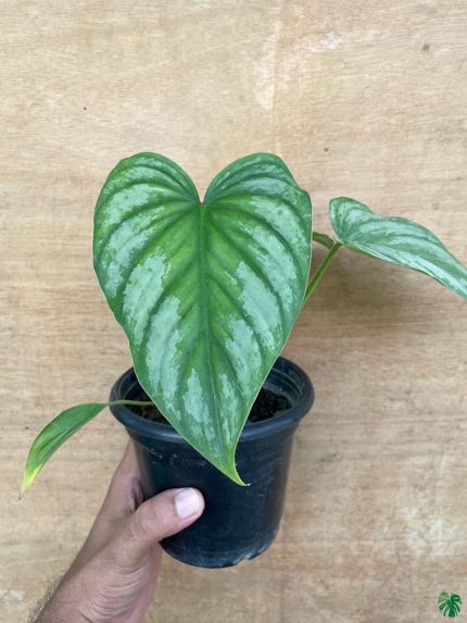 Philodendron Mamei